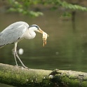 Zoo de Bale - 238